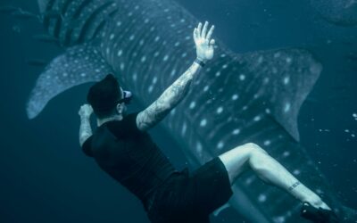 Whale Sharks in Mozambique: The Complete Guide to Ethical Encounters