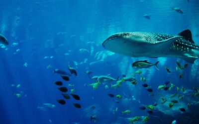 Ethical Whale Shark Swimming: A Guide to Responsible Wildlife Encounters