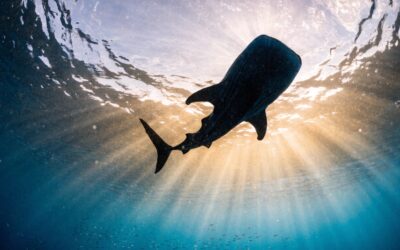 Whale Sharks in Tofo, Mozambique: The Complete Season & Snorkeling Guide