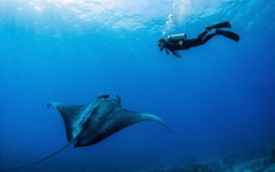 Diving in Tofo, Mozambique: The Complete 2026 Guide to Reefs, Marine Life and Dive Operators